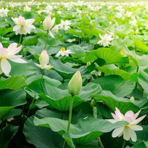 Tranh Dán Tường Hoa Sen