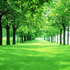 Tranh Dán Tường Chụp Phong Cảnh 01